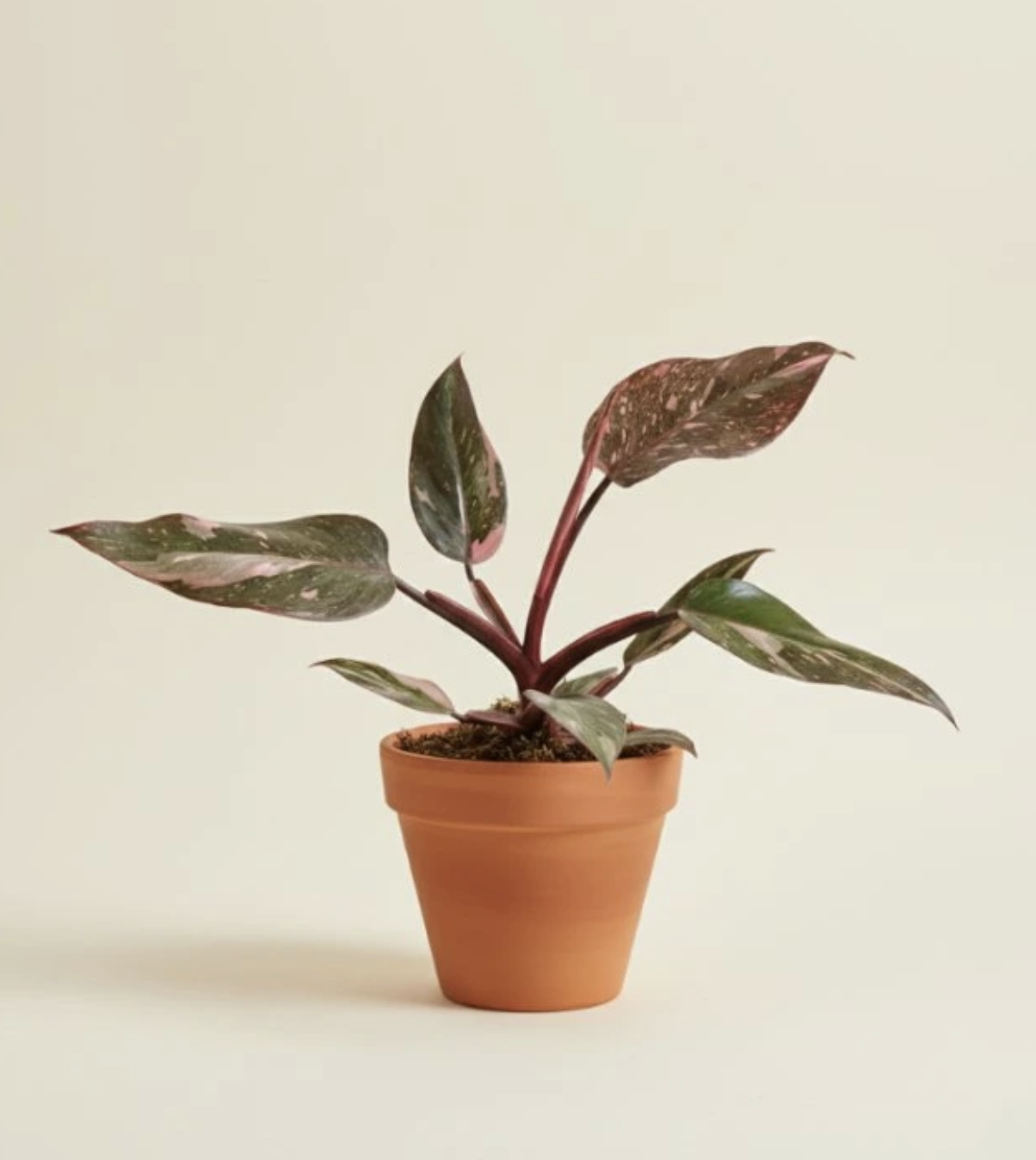 Philodendron Pink Princess